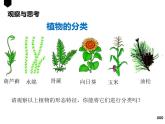 人教版生物八年级上册6.1.1《尝试对生物进行分类》课件