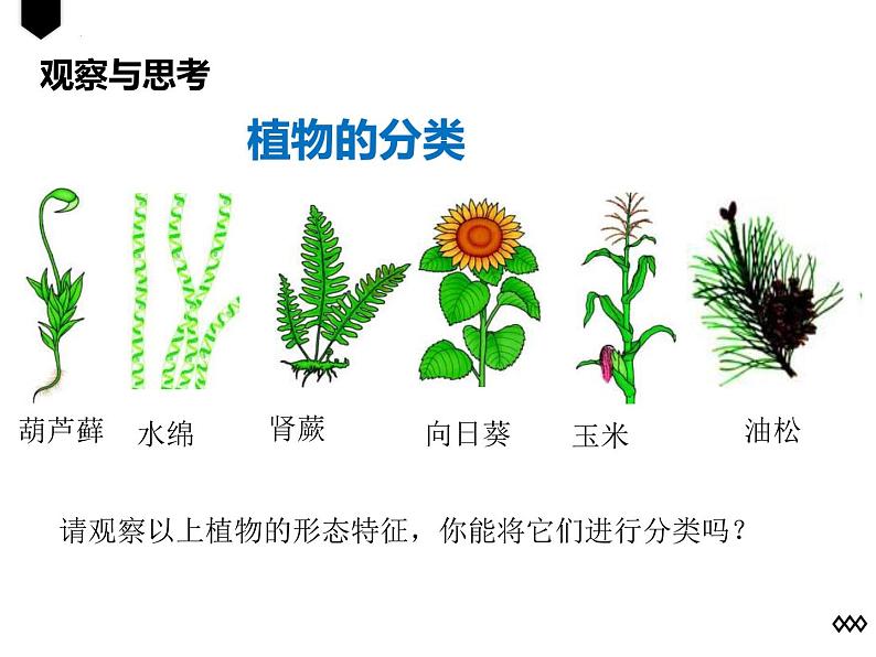 人教版生物八年级上册6.1.1《尝试对生物进行分类》课件第5页