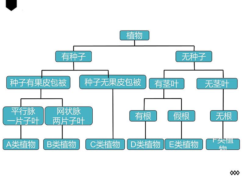 人教版生物八年级上册6.1.1《尝试对生物进行分类》课件第6页