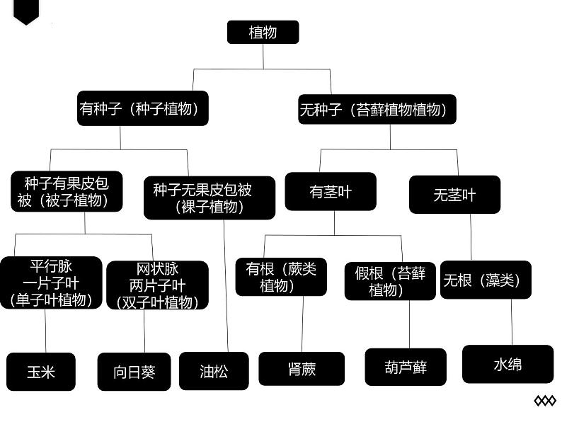 人教版生物八年级上册6.1.1《尝试对生物进行分类》课件第8页