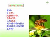人教版生物八年级上册6.1.2《从种到界》课件