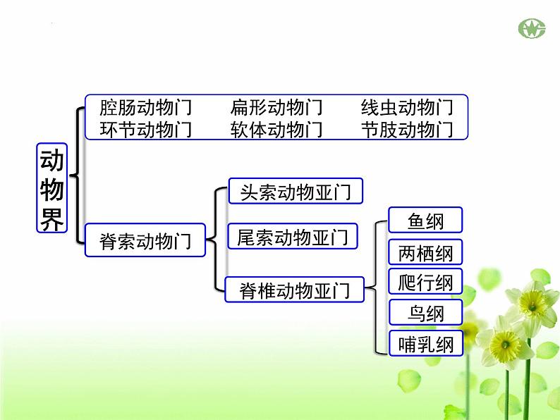 人教版生物八年级上册6.1.2《从种到界》课件第7页