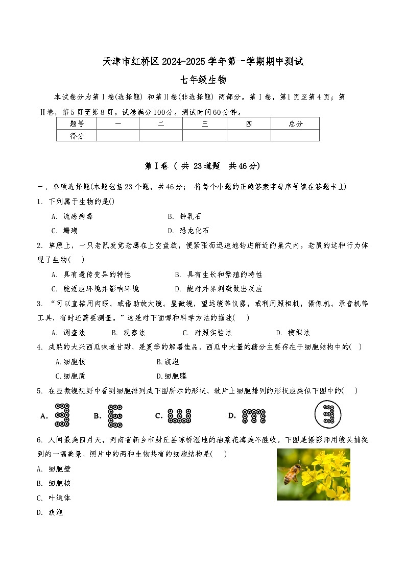 天津市红桥区2024-2025学年七年级上期中——生物试卷第1页