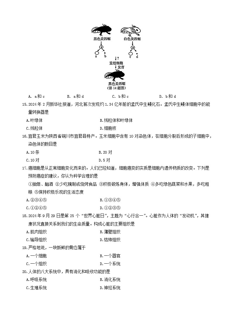 陕西省西安市莲湖区2024-2025学年七年级上学期11月份期中考试生物试题第3页