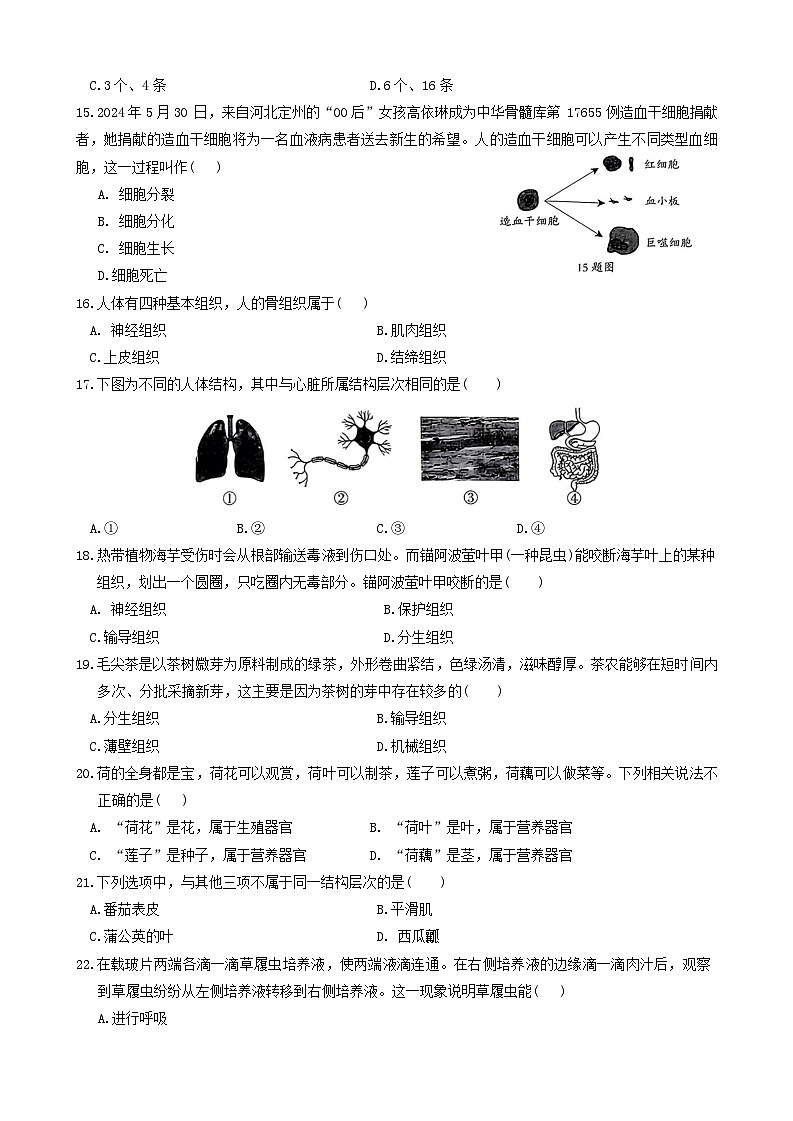 河北省唐山市滦州市2024-2025学年七年级上学期11月份期中考试生物试题03