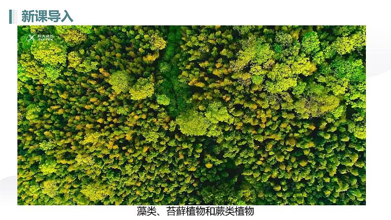 人教版七年级生物上册2.1.1《藻类、苔藓植物和蕨类植物》（课件）第2页