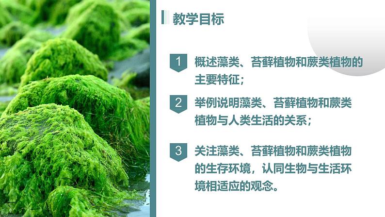 人教版七年级生物上册2.1.1《藻类、苔藓植物和蕨类植物》（课件）第3页