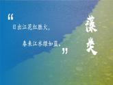 人教版七年级生物上册2.1.1《藻类、苔藓植物和蕨类植物》（课件）