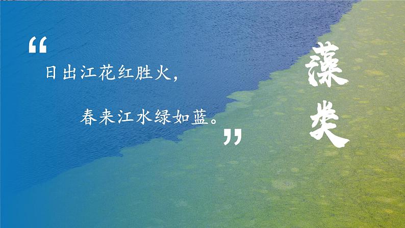 人教版七年级生物上册2.1.1《藻类、苔藓植物和蕨类植物》（课件）第4页