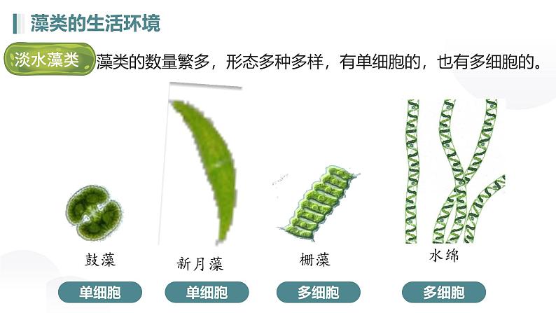 人教版七年级生物上册2.1.1《藻类、苔藓植物和蕨类植物》（课件）第6页