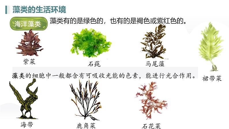 人教版七年级生物上册2.1.1《藻类、苔藓植物和蕨类植物》（课件）第7页