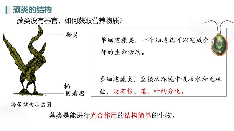 人教版七年级生物上册2.1.1《藻类、苔藓植物和蕨类植物》（课件）第8页