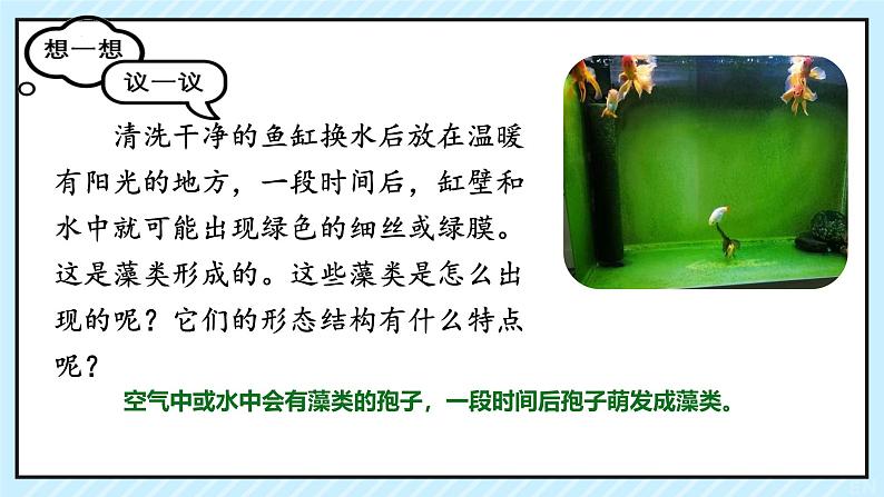 人教版生物七年级上册2.1.1《藻类、苔藓植物和蕨类植物》（教学课件）第2页