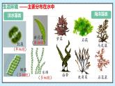 人教版生物七年级上册2.1.1《藻类、苔藓植物和蕨类植物》（教学课件）