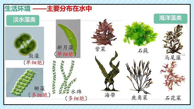 人教版生物七年级上册2.1.1《藻类、苔藓植物和蕨类植物》（教学课件）第4页