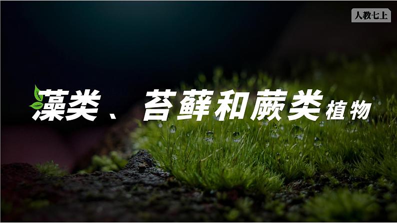 人教版生物七年级上册2.1.1《藻类、苔藓植物和蕨类植物》课件第1页