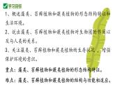 人教版生物七年级上册2.1.1《藻类、苔藓植物和蕨类植物》课件