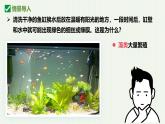 人教版生物七年级上册2.1.1《藻类、苔藓植物和蕨类植物》课件