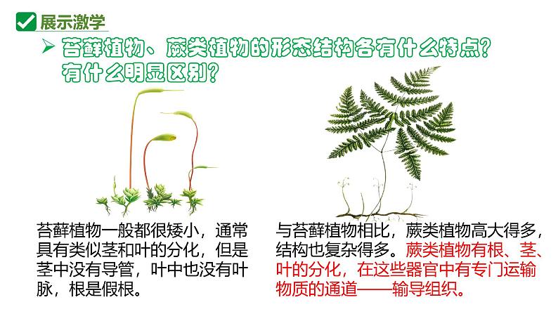 人教版生物七年级上册2.1.1《藻类、苔藓植物和蕨类植物》课件第8页