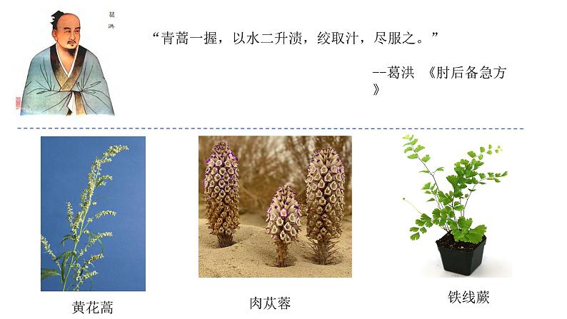 人教版生物七年级上册2.1.1《藻类与苔藓植物和蕨类植物》课件第2页