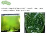 人教版生物七年级上册2.1.1《藻类与苔藓植物和蕨类植物》课件