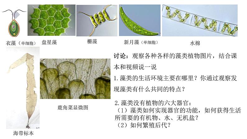 人教版生物七年级上册2.1.1《藻类与苔藓植物和蕨类植物》课件第6页