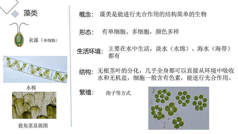 人教版生物七年级上册2.1.1《藻类与苔藓植物和蕨类植物》课件第7页