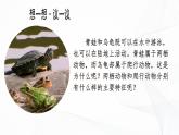 2.2.2 脊椎动物（第2课时 两栖动物和爬行动物）-初中生物七年级上册 同步教学课件+教学设计（人教版2024）