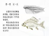 2.2.2 脊椎动物（第1课时 鱼）-初中生物七年级上册 同步教学课件+教学设计（人教版2024）