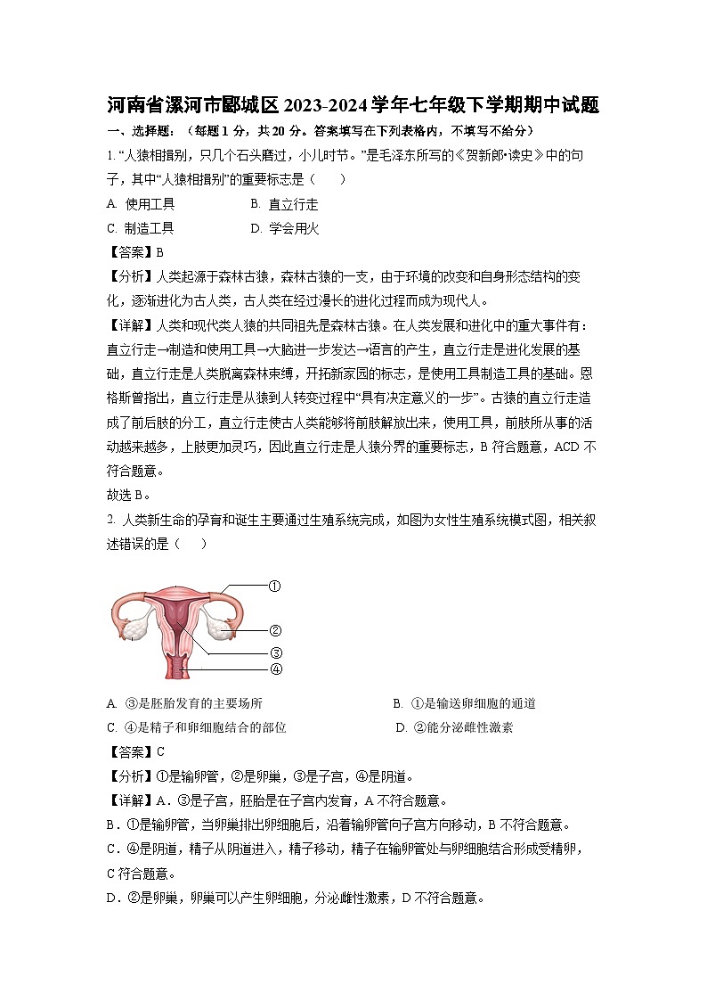 河南省漯河市郾城区2023-2024学年七年级下学期期中生物试卷(解析版)第1页