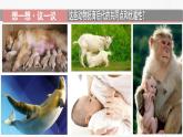 2.2.2 脊椎动物（第4课时 哺乳动物）-初中生物七年级上册 同步教学课件+教学设计（人教版2024）
