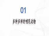 2.2.2 脊椎动物（第4课时 哺乳动物）-初中生物七年级上册 同步教学课件+教学设计（人教版2024）