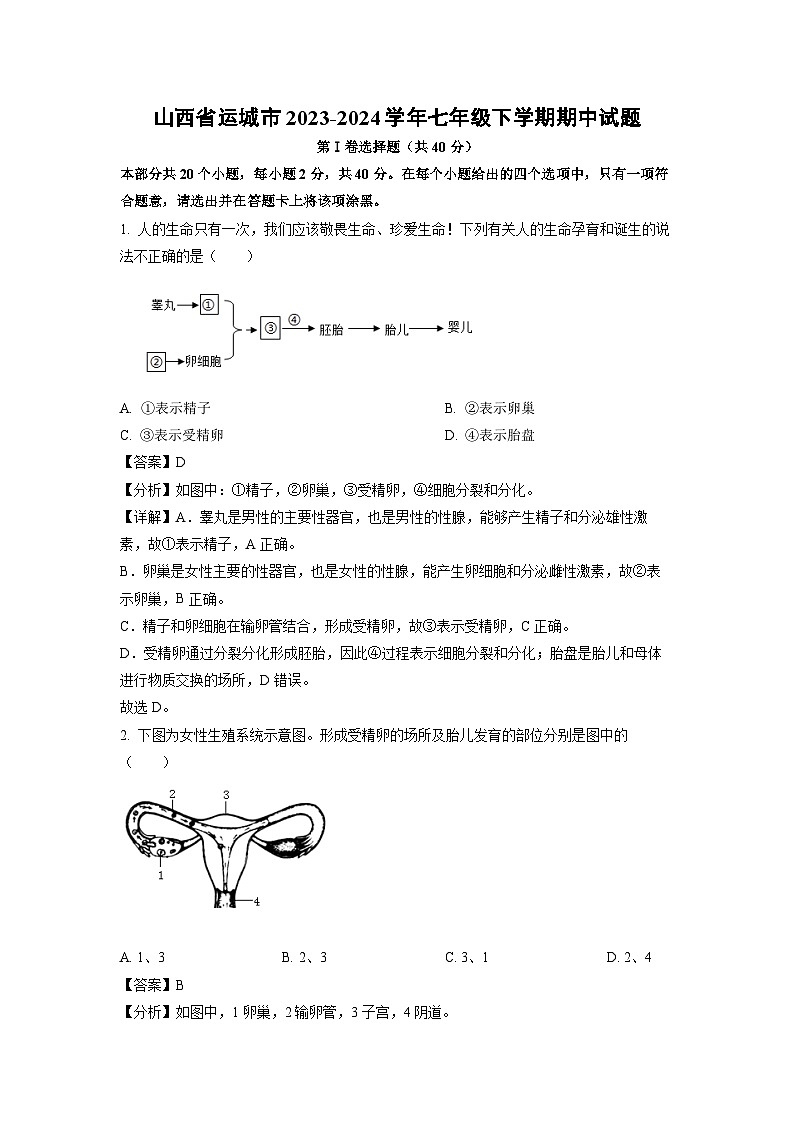 山西省运城市2023-2024学年七年级下学期期中生物试卷(解析版)第1页
