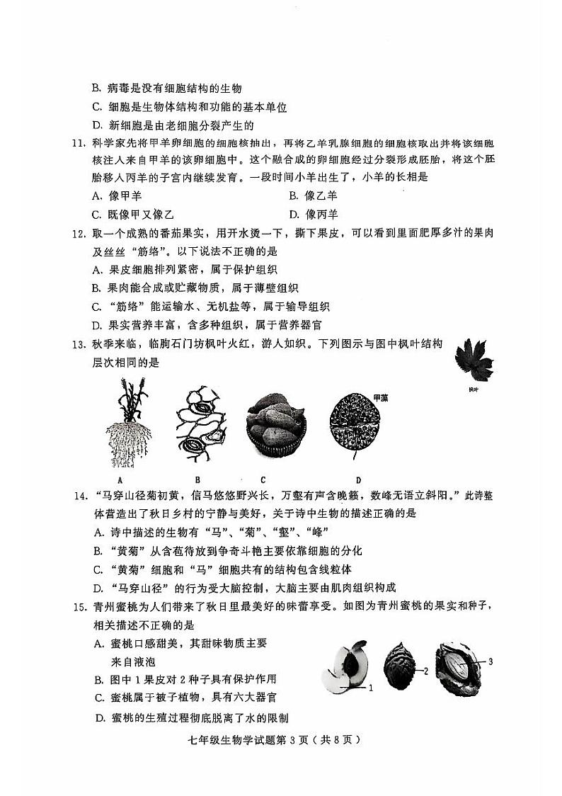山东省潍坊市诸城市2024-2025学年七年级上学期11月期中考试生物试题03