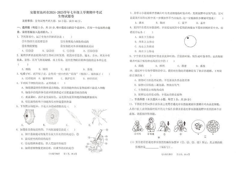 安徽省池州市2024-2025学年七年级上学期期中考试生物试卷第1页