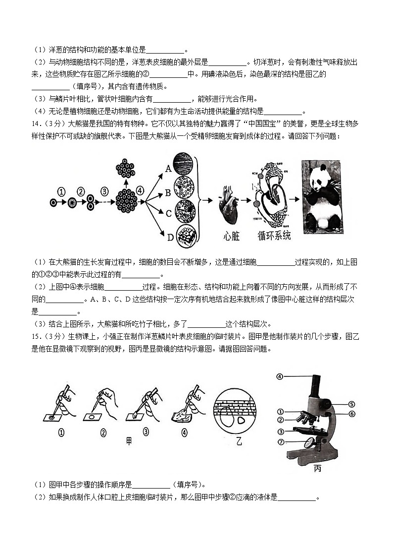 辽宁省沈阳市铁西区2024-2025学年七年级上学期期中生物试题第3页