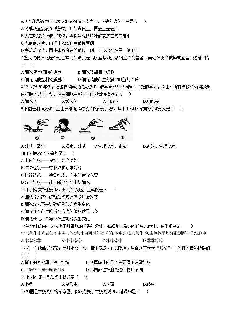 河南省洛阳市老城区2024-2025学年七年级上学期期中生物试题第2页