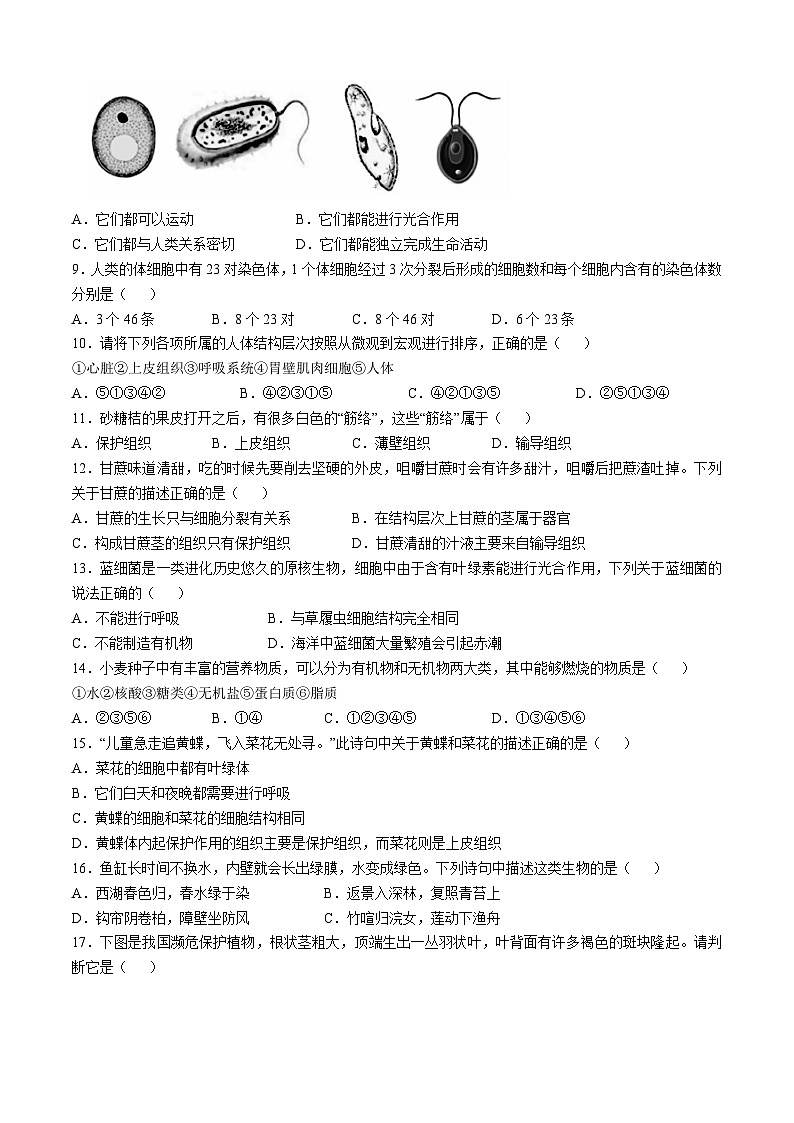 河南省鹤壁市2024-2025学年七年级上学期期中生物试题第2页