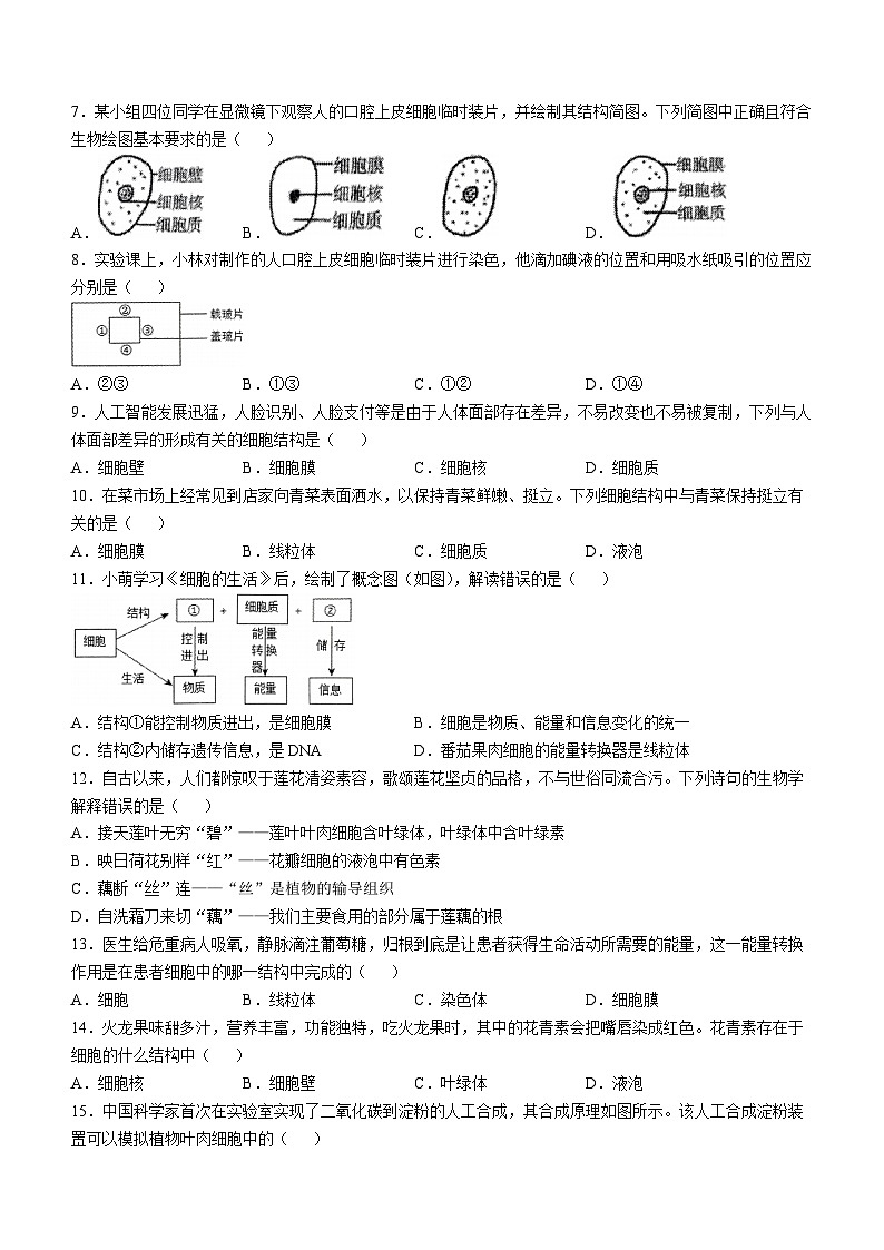 河北省石家庄市裕华区石家庄市第四十中学2024-2025学年七年级上学期期中生物试题02