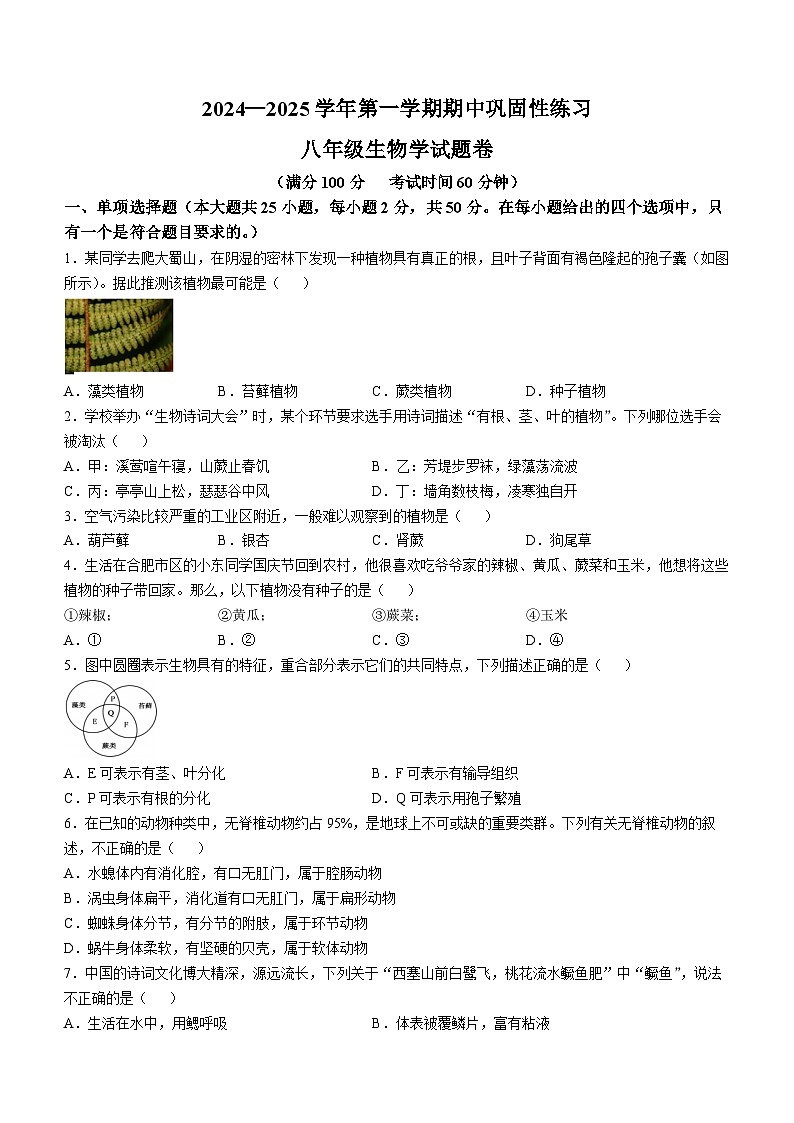 安徽省合肥市包河区2024-2025学年八年级上学期期中生物试题第1页