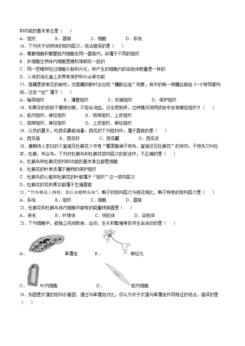 湖南省长沙市一中集团2024-2025学年七年级上学期期中生物试题03