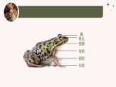 人教版生物七年级上册2.2.2《脊椎动物-两栖动物和爬行动物》课件