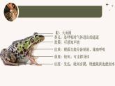 人教版生物七年级上册2.2.2《脊椎动物-两栖动物和爬行动物》课件
