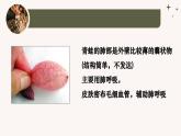 人教版生物七年级上册2.2.2《脊椎动物-两栖动物和爬行动物》课件