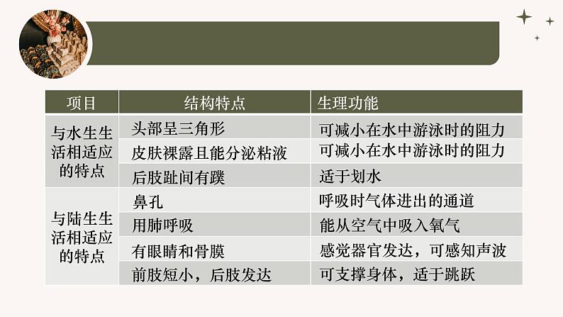 人教版生物七年级上册2.2.2《脊椎动物-两栖动物和爬行动物》课件第7页