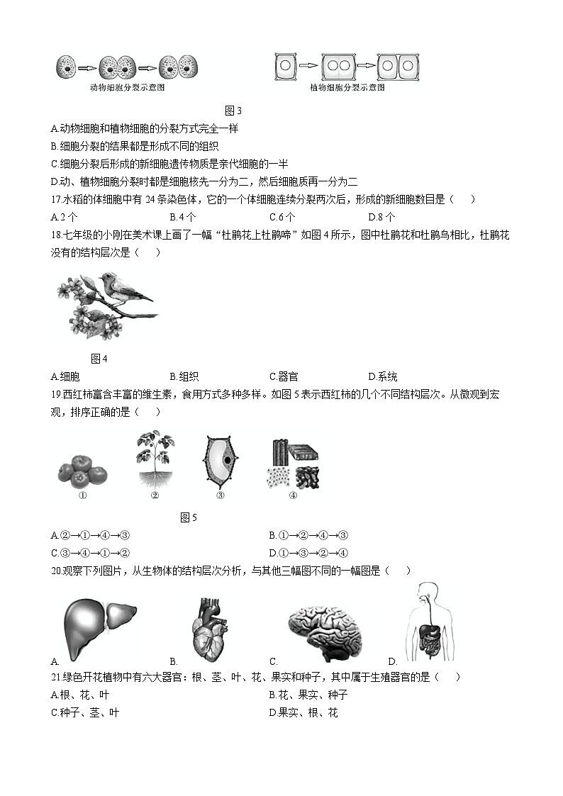 云南省昭通市威信县2024-2025学年七年级上学期期中生物学试题第3页