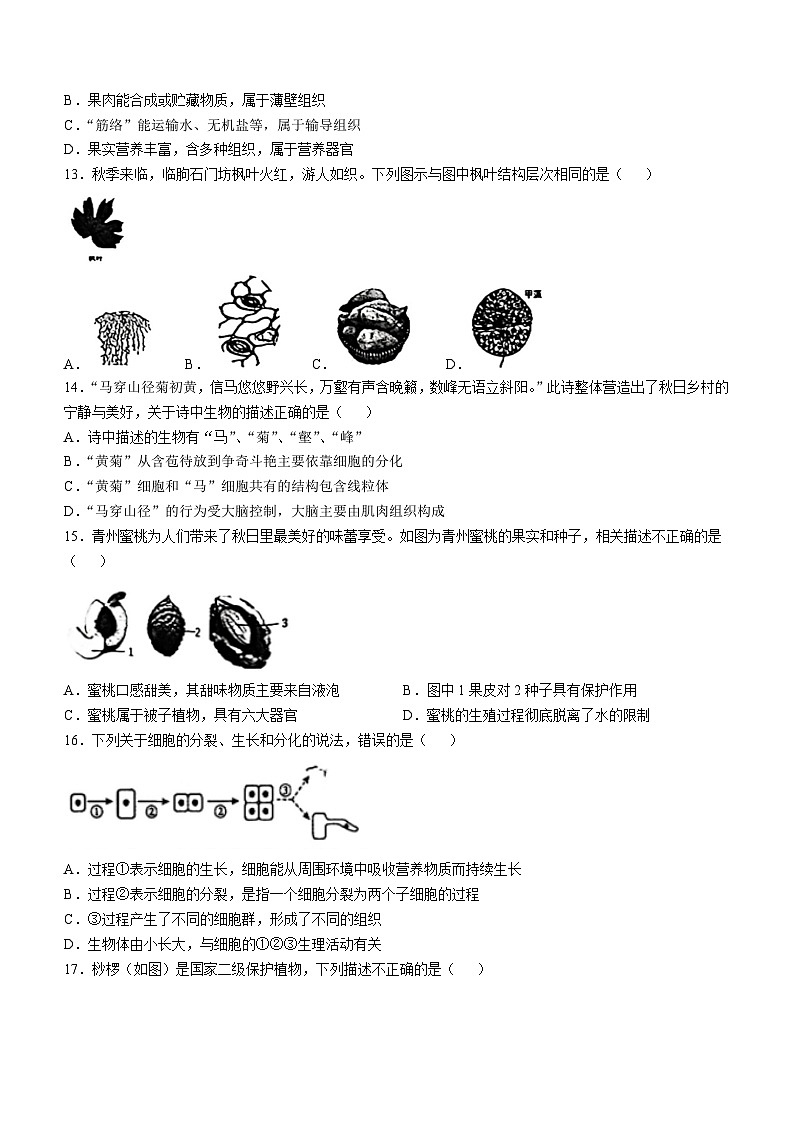 山东省潍坊市诸城市2024--2025学年七年级上学期期中生物试题03