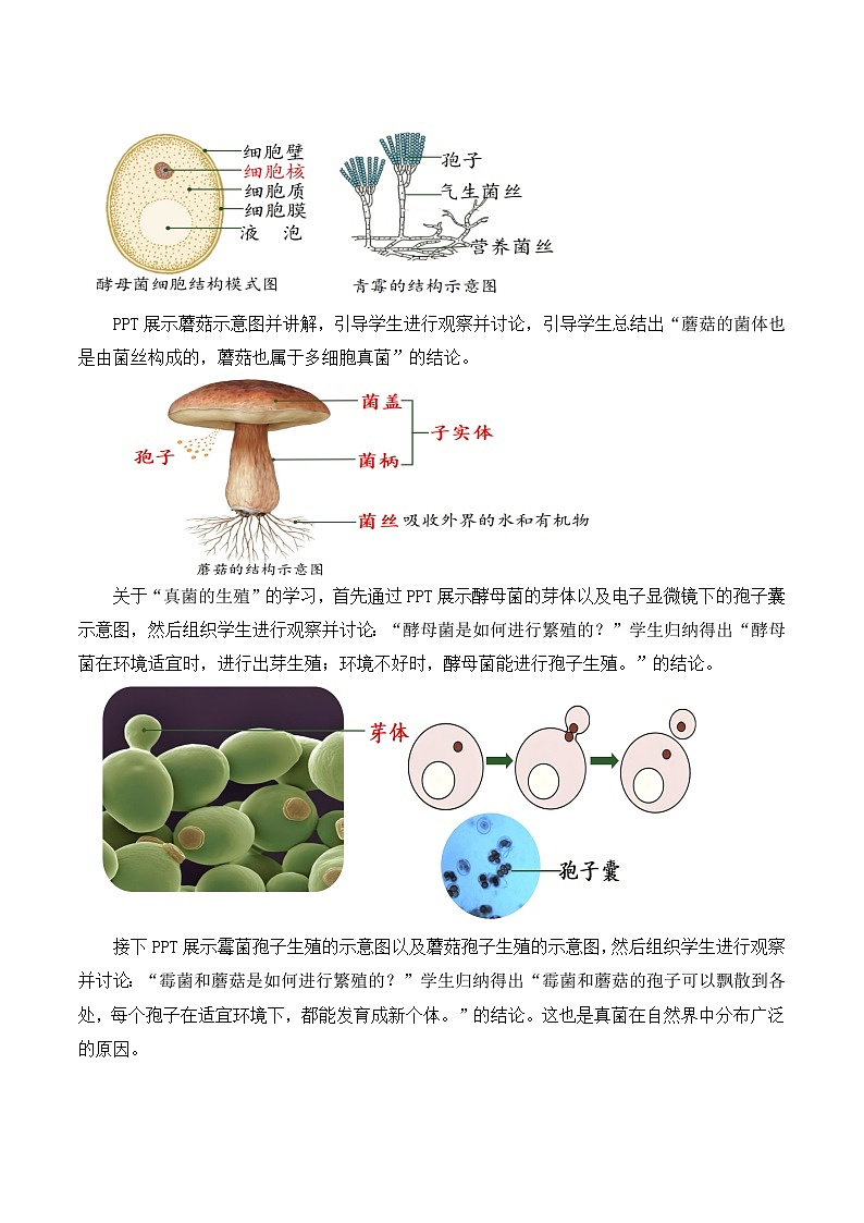2.3.3 真菌（教学设计）-2024-2025学年度七年级生物上册同步高效课堂（人教版2024）第3页