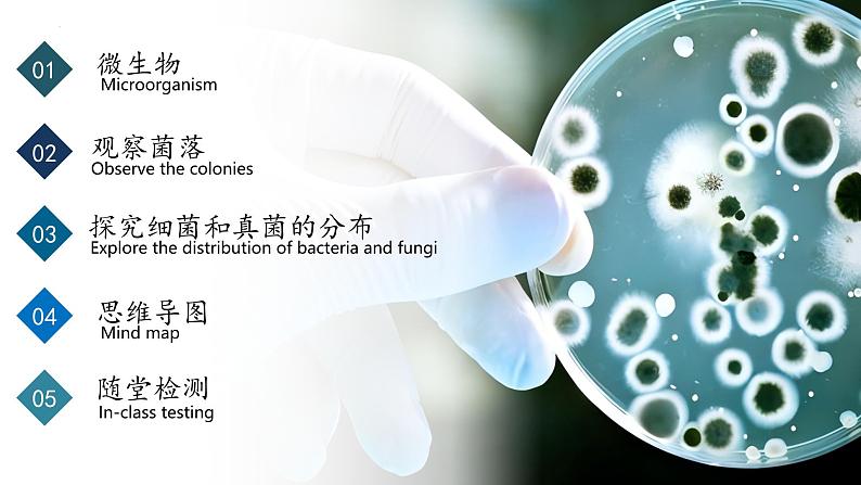 2.3.1 微生物的分布（教学课件）-2024-2025学年度七年级生物上册同步高效课堂（人教版2024）第2页