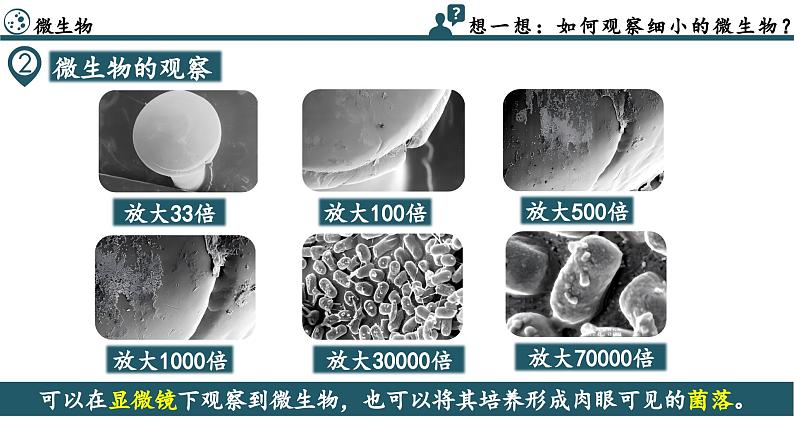 2.3.1 微生物的分布（教学课件）-2024-2025学年度七年级生物上册同步高效课堂（人教版2024）第7页